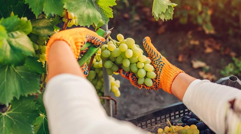 Viinamarjade erinevad põlluharimismeetodid
