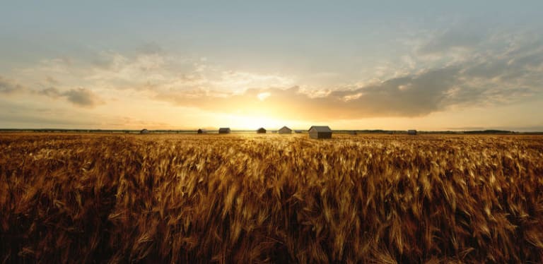 Barley fields in the summer