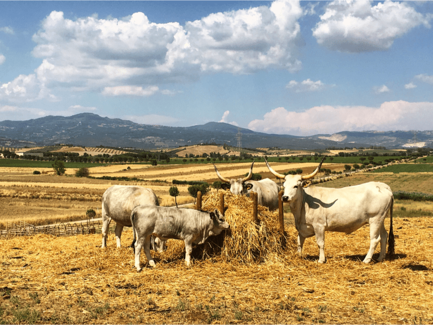 Rocca di Montemassi - Animals of field
