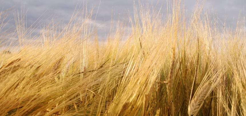 Kullankeltaista ohraa syysauringossa