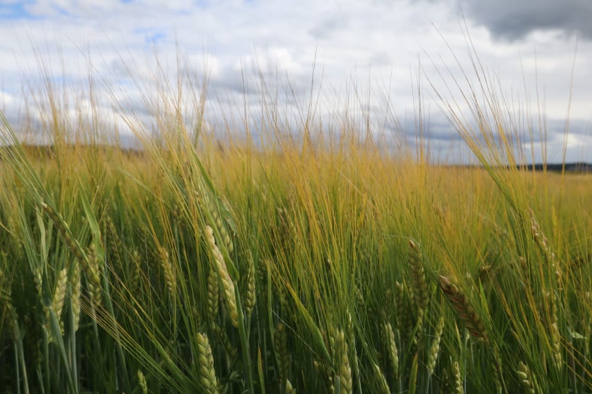Two row barley growing nice