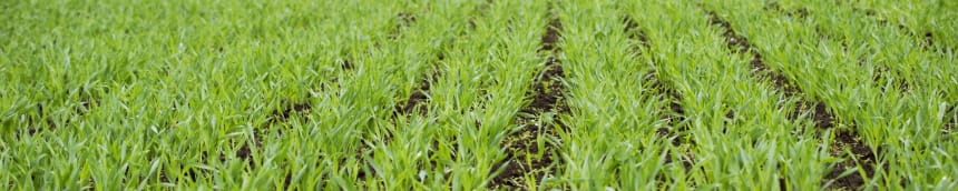 Finnish barley is raw material for our grain spirit