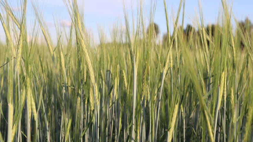 Barley field