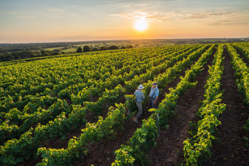 Prantsusmaa on juhtiv veinitootja maa. 