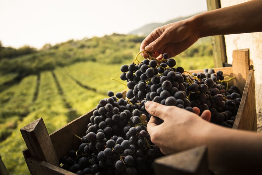 Aasta Vein 2023 võitjad