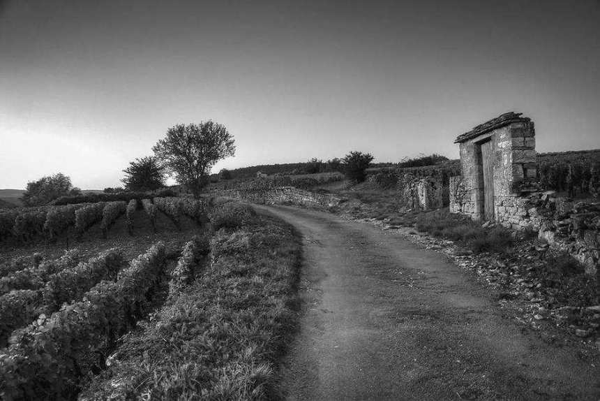 Bibendum 2026 – Vineyard road in Pommard, Les Grands Chais de France