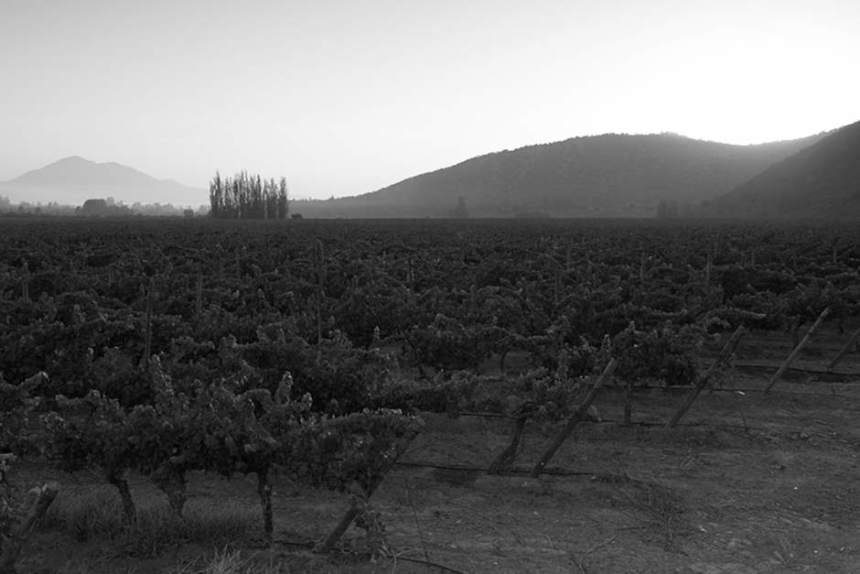 Bibendum 2026 – Viña Tarapacá, VSPT Wine Group, Chile