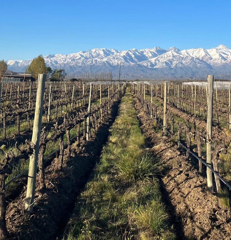 Sophenia Vineyard