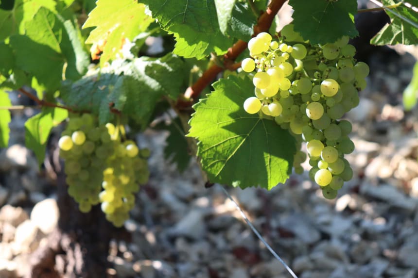 Domaine des Malandes - Grapes