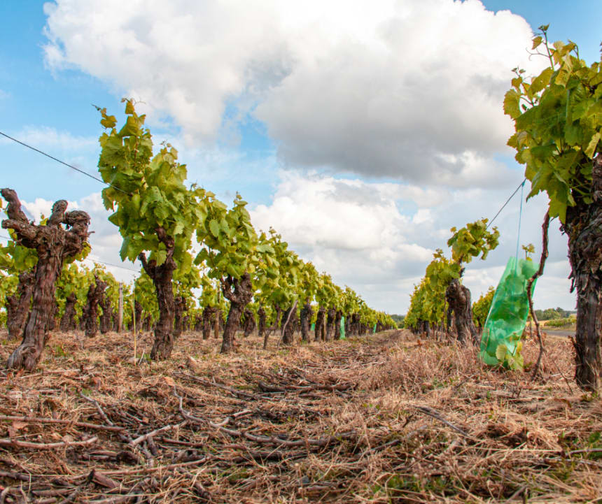 Saget la Perrière - Field and vines