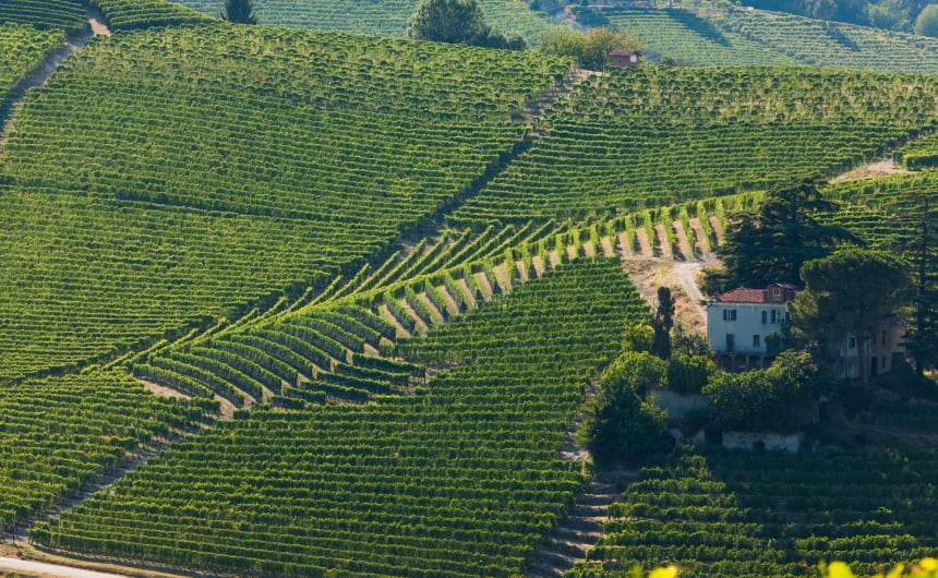 Damilano - Vineyard