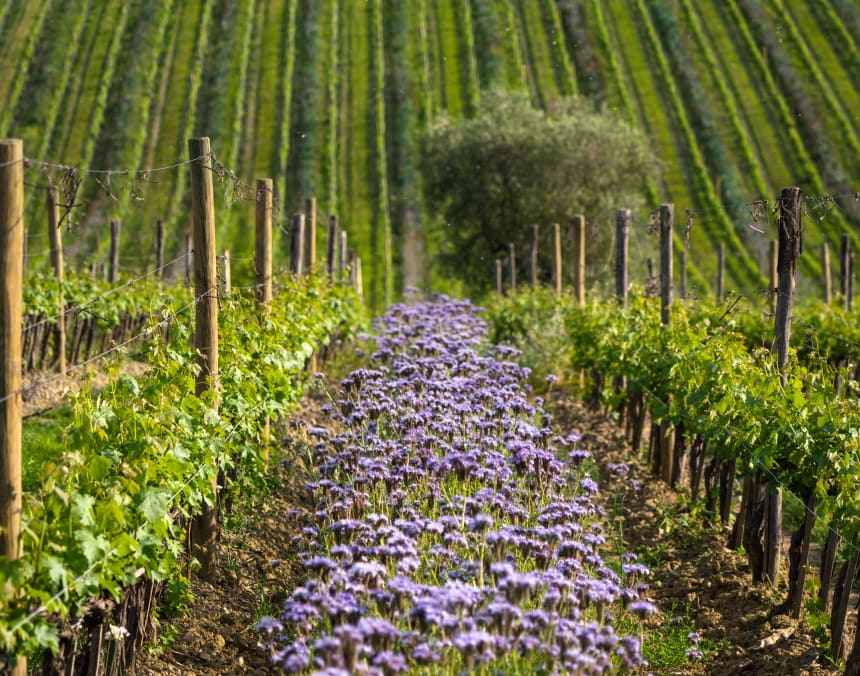 Ruffino - Field with flowers