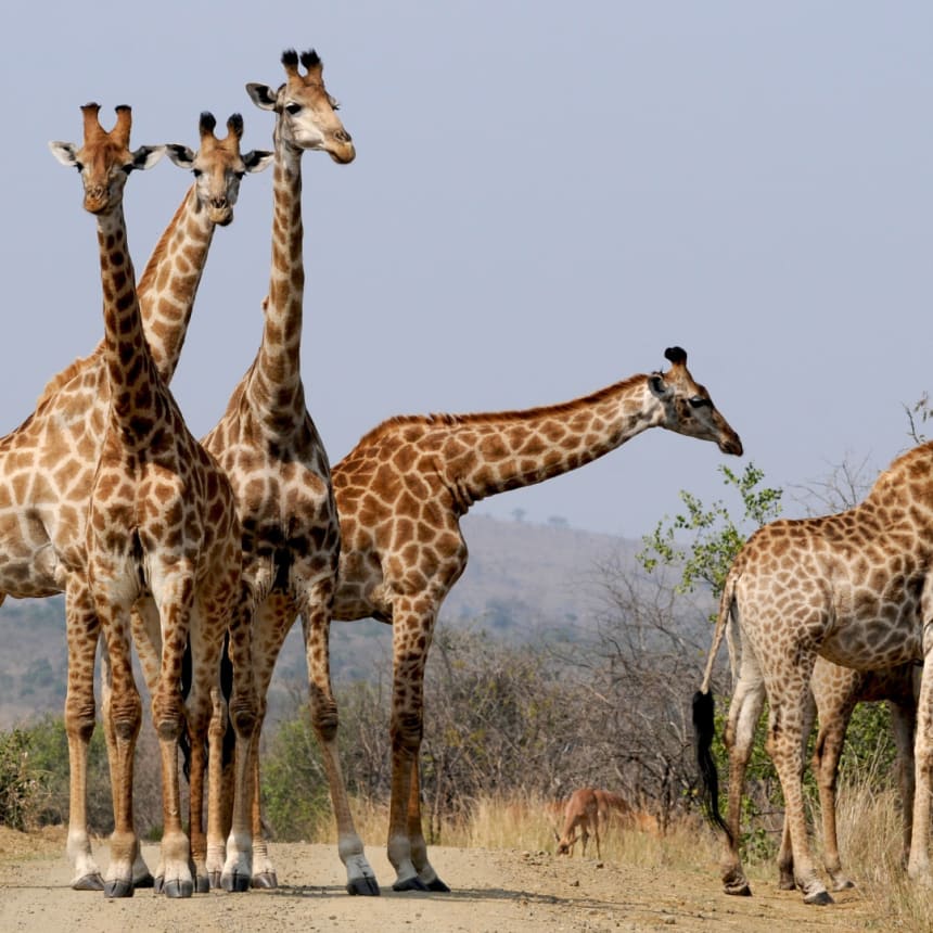 Drostdy-Hof - Giraffes