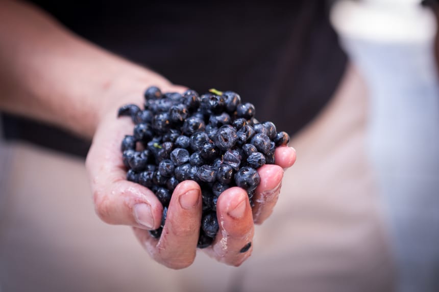 Nederburg - Cabernet Sauvignon harvest