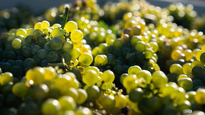 Robert Mondavi - Grapes