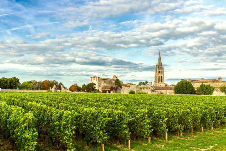 Cabernet Sauvignon och merlot odlas flitigt i Bordeaux.
