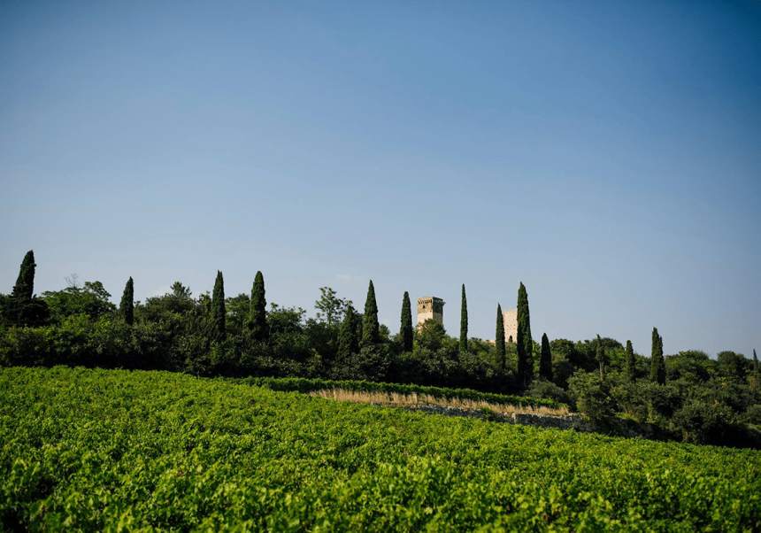Pasquas vingård i Valpolicella