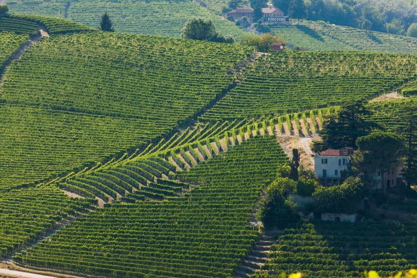 Cannubi, vinodling i Piemonte.