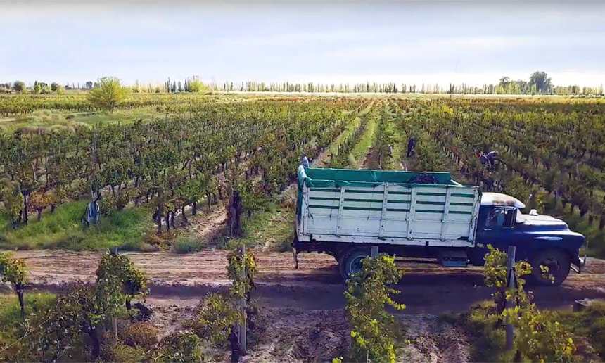 Bodega Montlaiz vingarden Flor