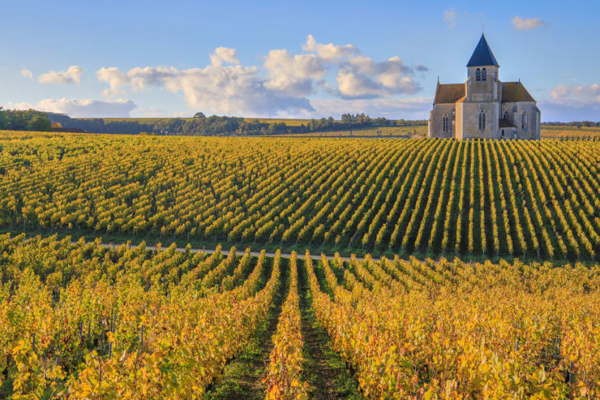 Vinodling i Chablis.