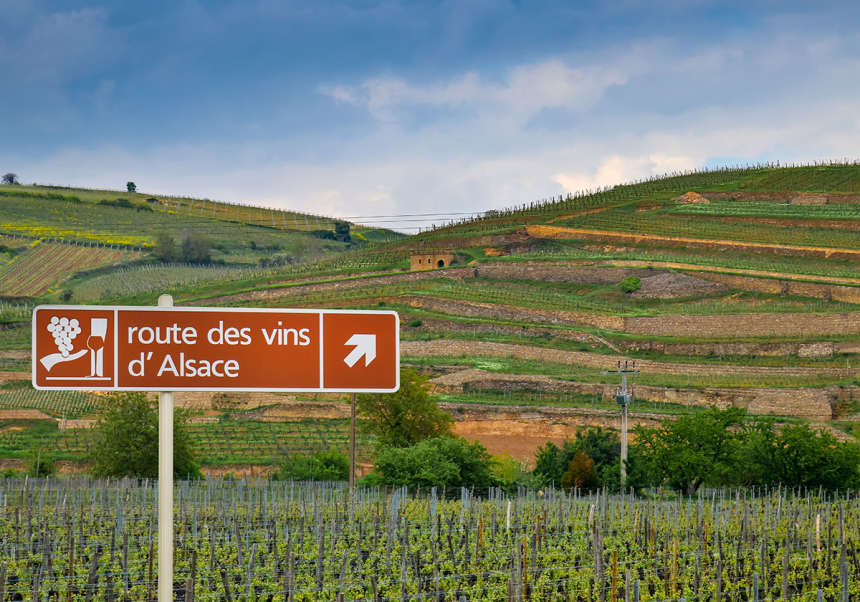 Route de vin i Alsace - cykla mellan vingårdarna