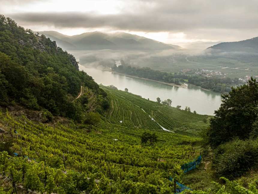 Vinodling hos Domäne Wachau.