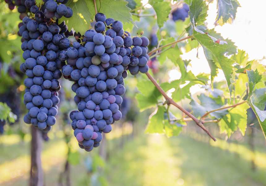 Cabernet sauvignon - Världens mest populära druva