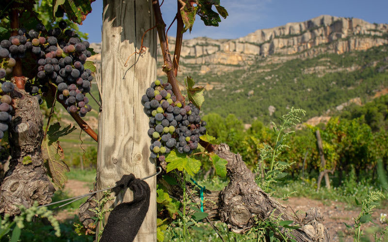 Vinrankor i Priorat, Spanien.