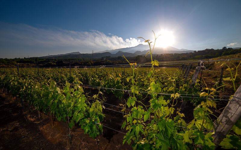 Vin som växer med vulkanen Etna i bakgrunden på italienska Sicilien.