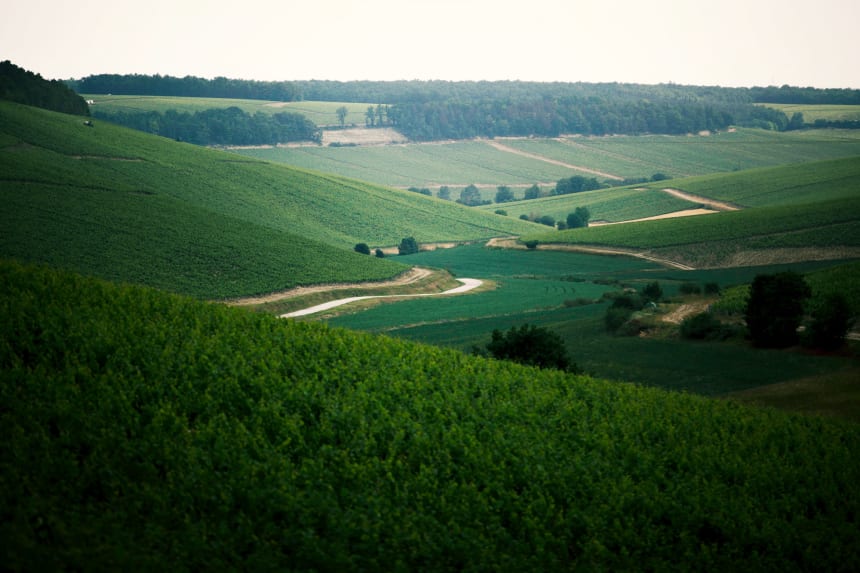 Domaine Laroche har många hektar med vinodlingar i Chablis.