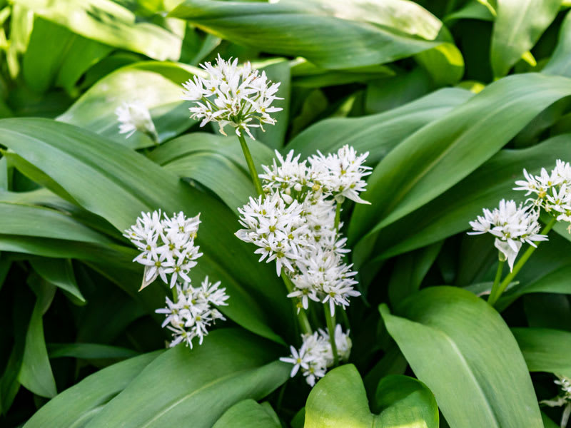 Ramslök med vita blommor.