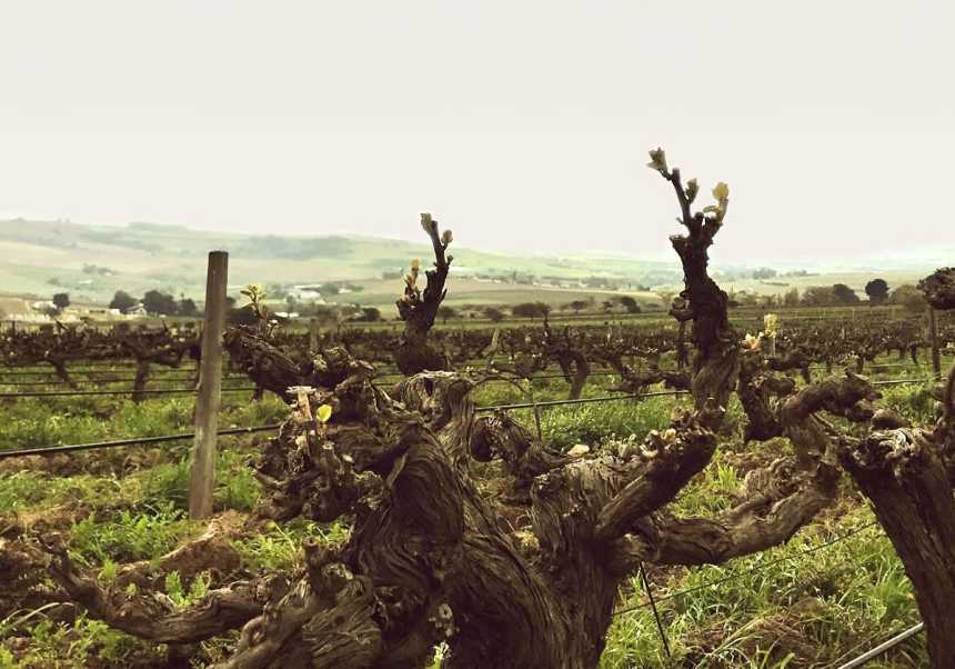 Gamla vinstockar hos Reyneke Wines i Stellenbosch