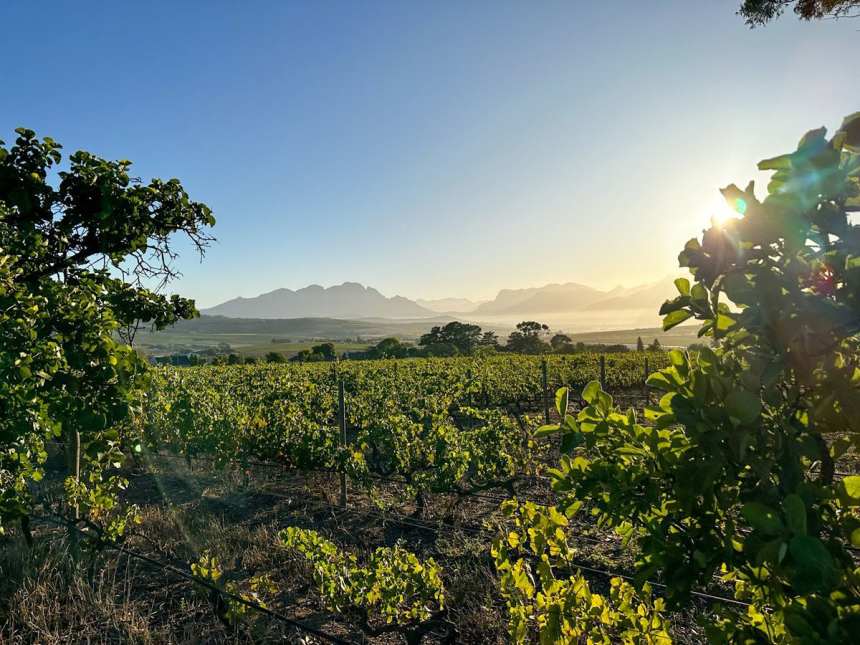 Utsikt över Reyneke Wines vingårdar.