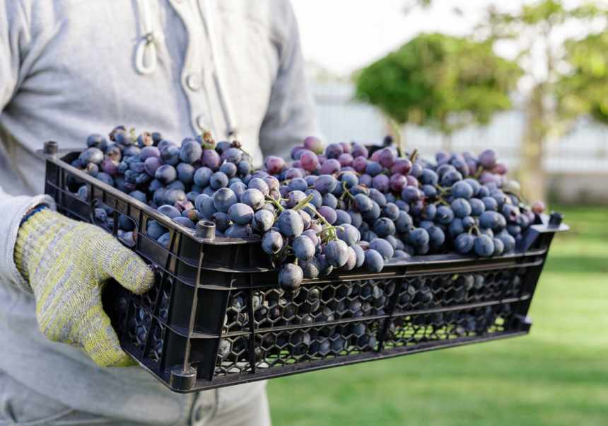 Sangiovese, man håller i en plastback med druvor.