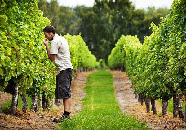 Anthony Walkenhorst in Kim Crawford vineyard