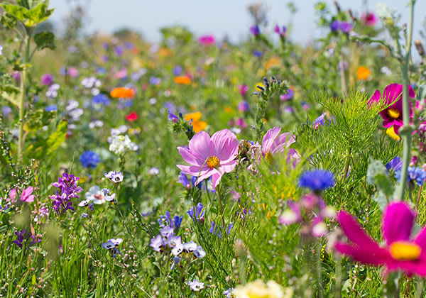 Blomsteräng