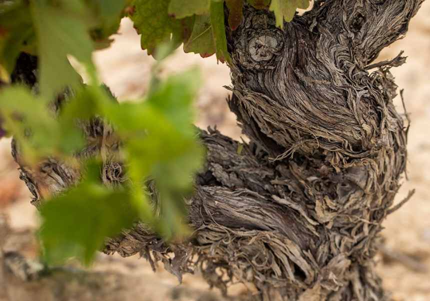 Vinstock hos Bodegas Faustino
