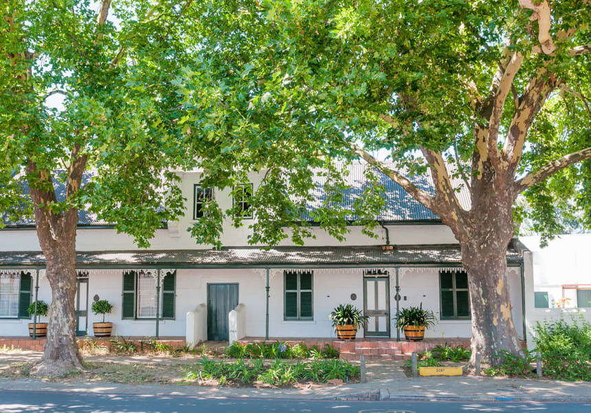 Gata med stora ekar i Stellenbosch