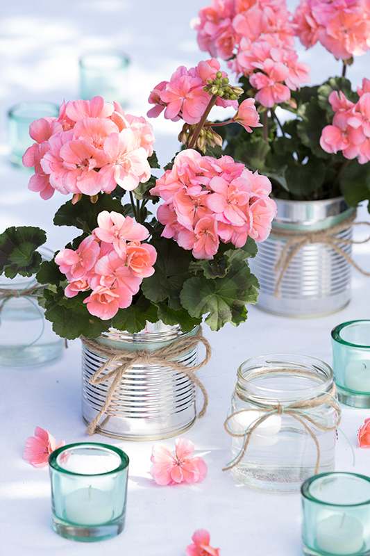 Pelargoner i kruka