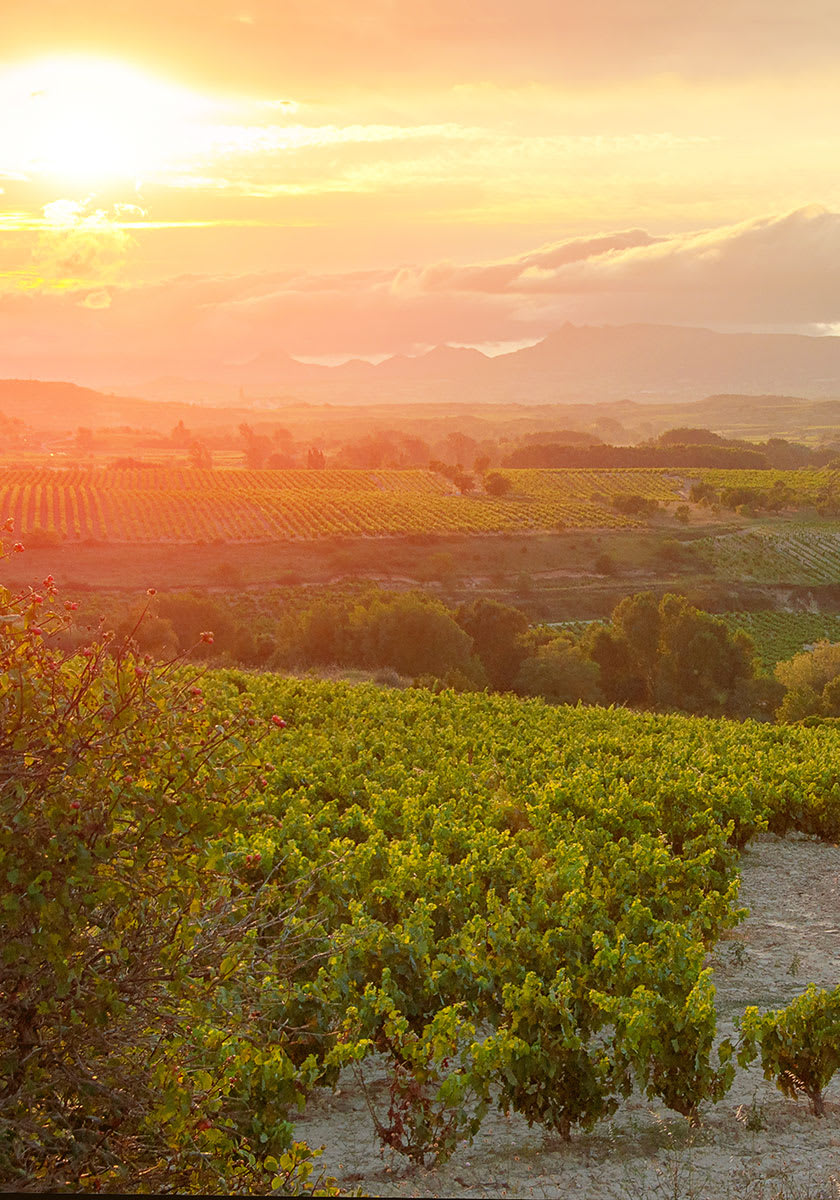 Vinområdet Rioja i solnedgång