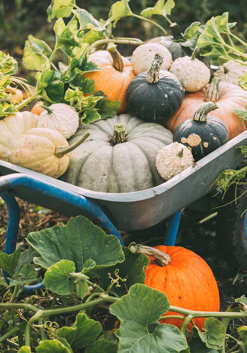 Pumpor i olika färger