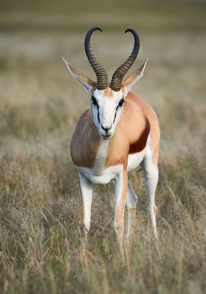 Springbock