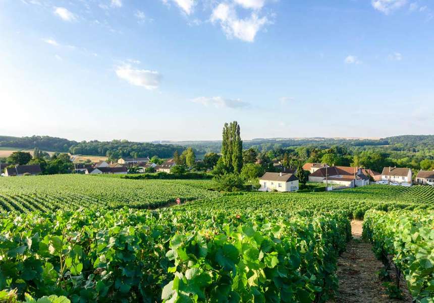 Vingård i Reims, Champagne