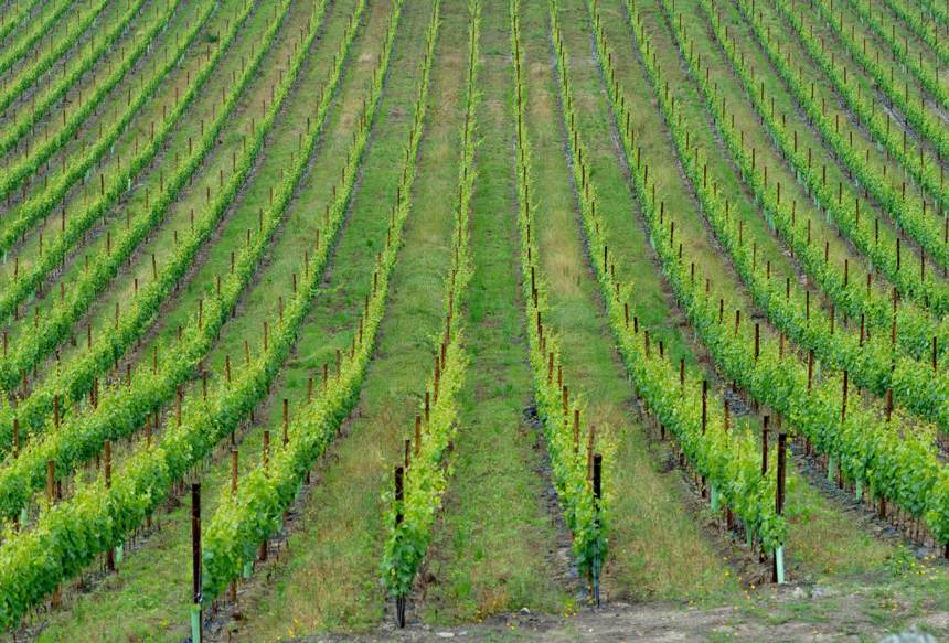 Vinho Verde - Vingård hos Aveleda