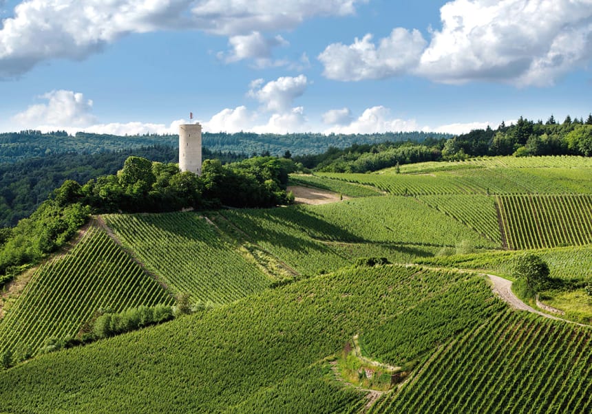 Panormavy över vinrankor i Rheingau 