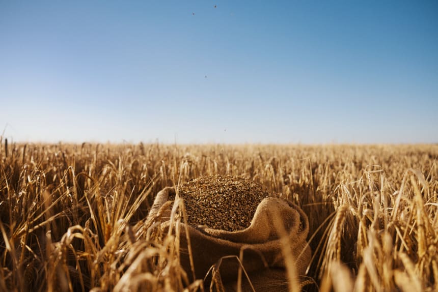 Barley sack on the barley field