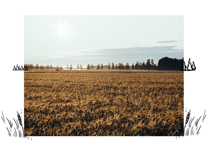 Koskenkorva Climate Action - Barley field