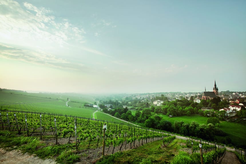 Robert Weil vingård i Rheingau