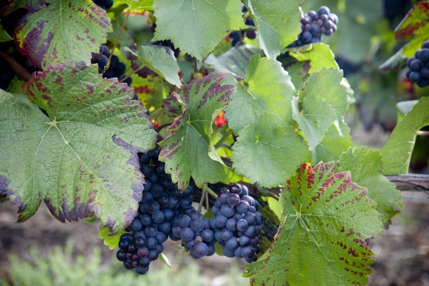 Pinot noir, druvklasar på vinranka.