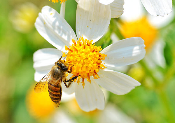 Bi på blomma